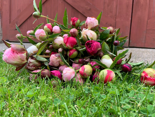 Peonies grown at Toad Hill Blooms laying in front of the barn.