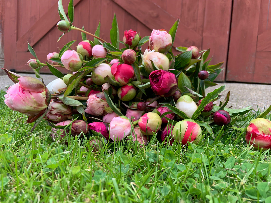 Peonies grown at Toad Hill Blooms laying in front of the barn.