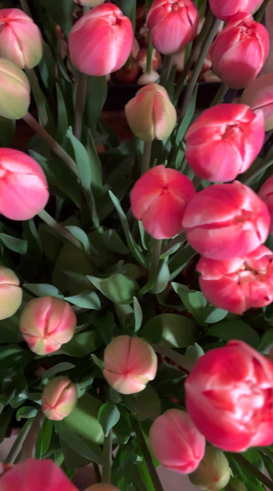 Tulips - On Farm Pick Up