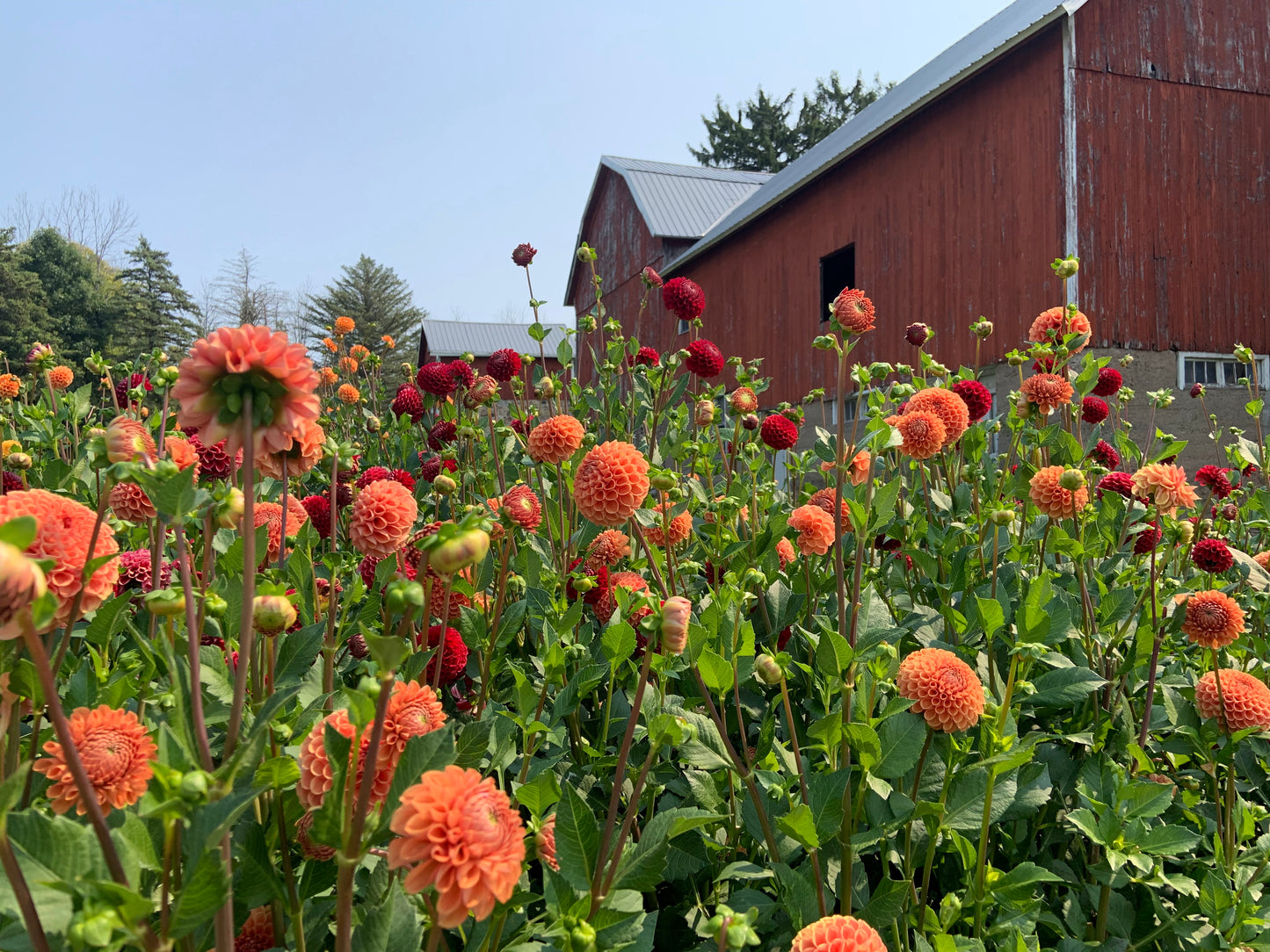 Bouquet Bar and Farm Tours