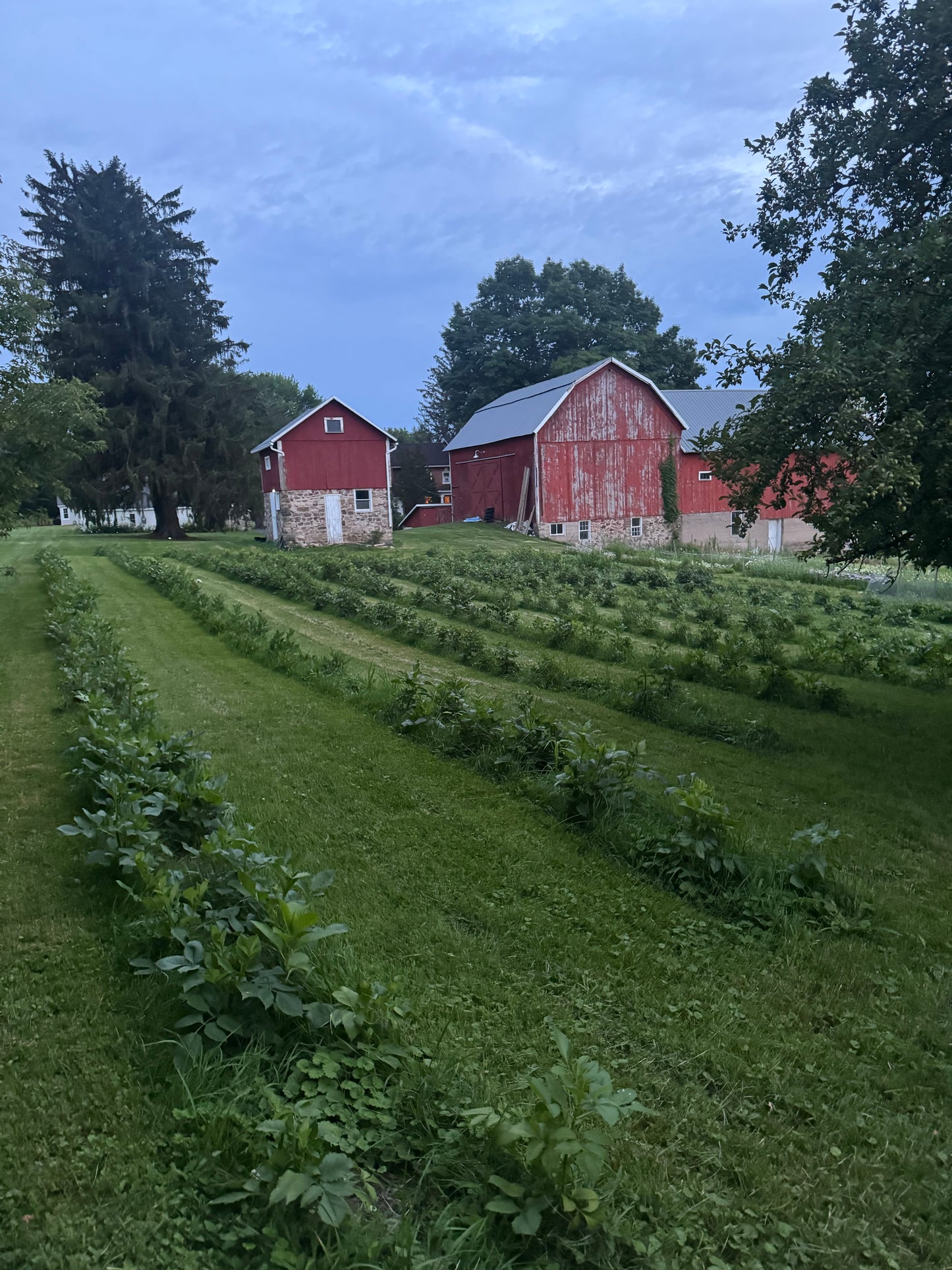 Date Night Pick-nic