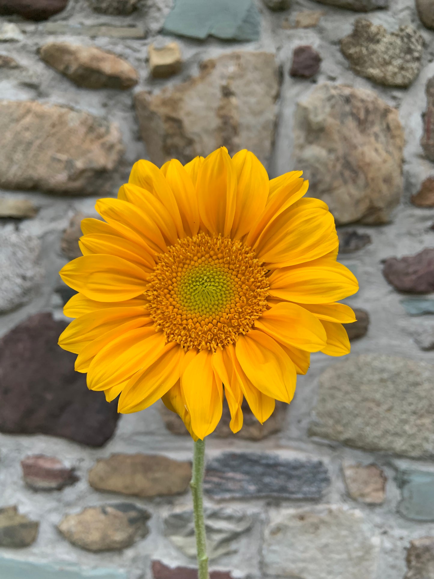 2026 Sunny Summer Share